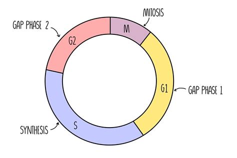 The Cell Cycle, Mitosis & Meiosis (A Level) — the science sauce