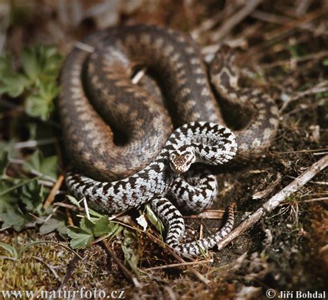 Common Viper Photos Common Viper Images Nature Wildlife Pictures