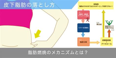 皮下脂肪の落とし方は脂肪燃焼のメカニズムを理解しよう ダイエットなら美wise！ ダイエット 脂肪燃焼 皮下脂肪