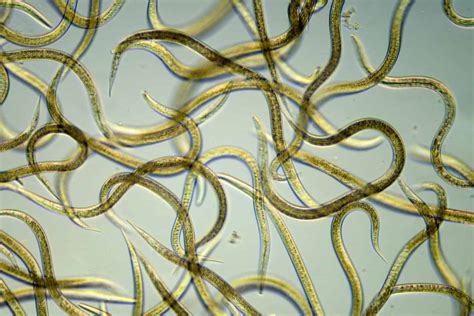 Nematode Pictures - AZ Animals