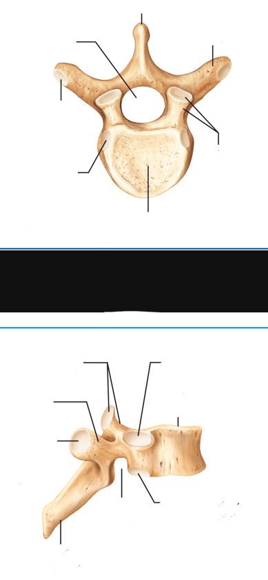 Thoracic Vertebrae (T 1-T 12) Diagram | Quizlet