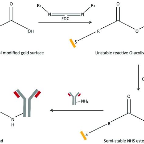 Strategy For Immobilizing Antibody To Carboxylate Terminated Sam