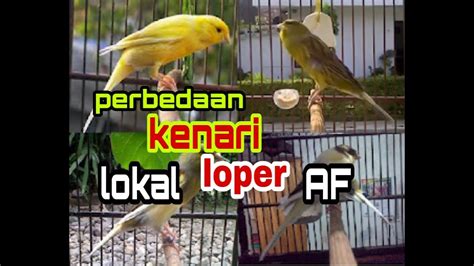 Gambar Burung Kenari Lokal Super – pulp