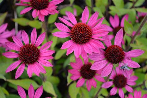 Echinacea Purpurea Litte Magnus PBR Kwekerij De Boever