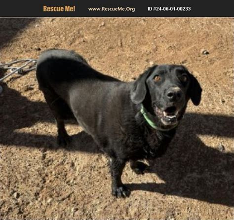 ADOPT 24060100233 Lab Rescue Casa Grande AZ