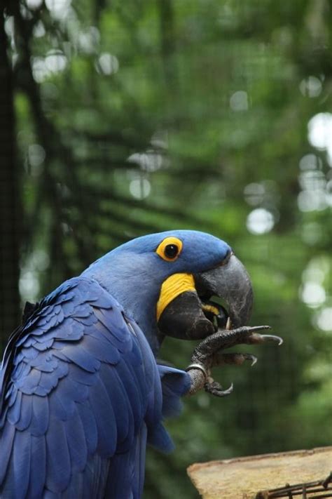 Pin de Sonja Berner em Vögel Arara azul Papagaios engraçados Tipos