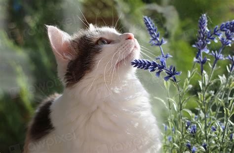 Cat and lavender. Original public | Free Photo - rawpixel