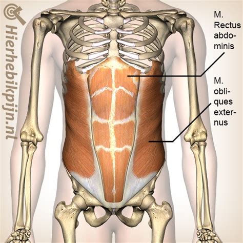 Anatomie Van De Buikspieren Anatomie Hier Heb Ik Pijn