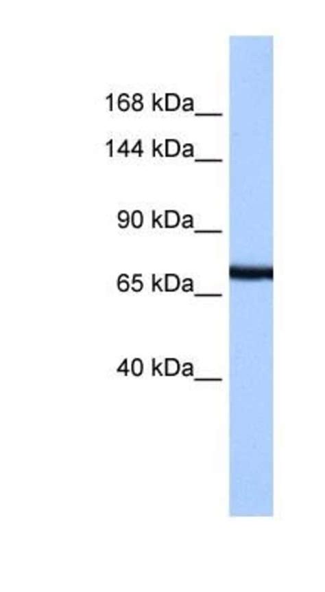 Protocadherin Antibody Novus Biologicals Mg Unlabeled