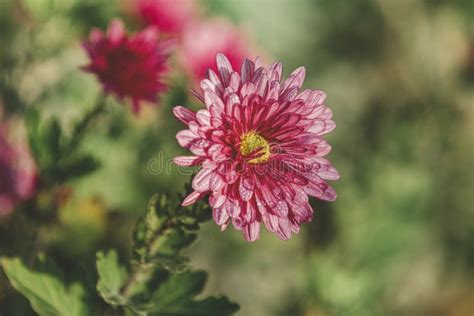 Beautiful Pink Violet Chrysanthemum With Water Drops In The Garden