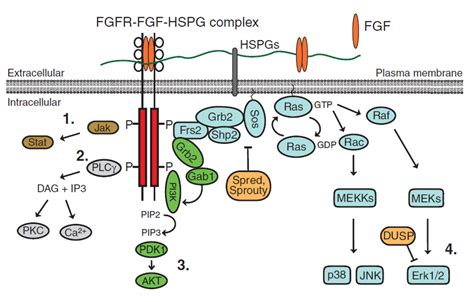 The Fgf Fgfr Signaling Pathway The Fibroblast Growth Factor