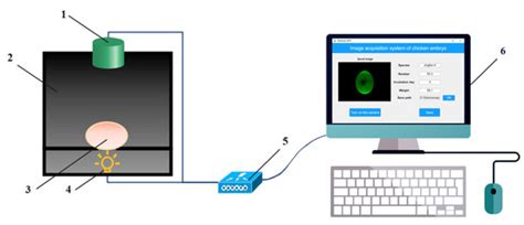 Exploratory Study Of Sex Identification For Chicken Embryos Based On Blood Vessel Images And