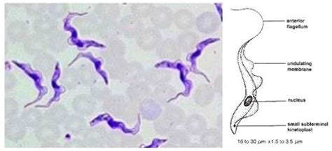 Protozoa The Hemoflagellates Trypanosoma Spp And Leishmania Spp