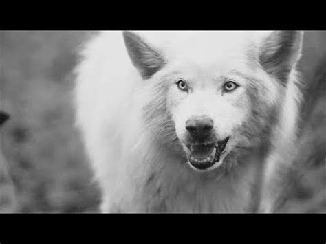 El Lobo Democr Tico F Bula Youtube