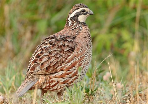 18 Georgia Giant Bobwhite Quail Facts - Facts.net