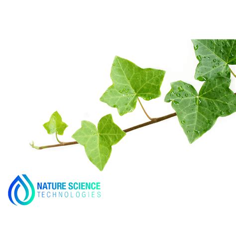 Ivy Leaf Extract Powder Supplier | NSTchemicals.com