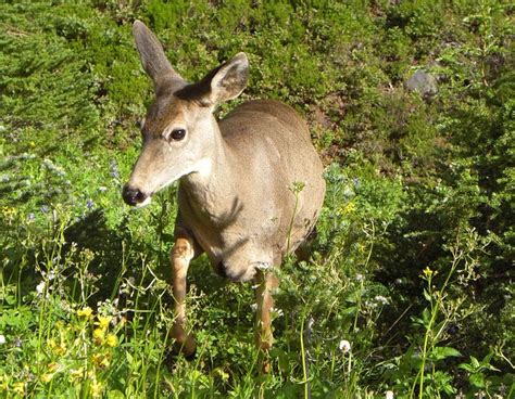 Cerf Faon Mâle Photo gratuite sur Pixabay Pixabay