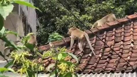 Kawanan Monyet Liar Sudah Sampai Rancaekek Warga Bandung Terkejut