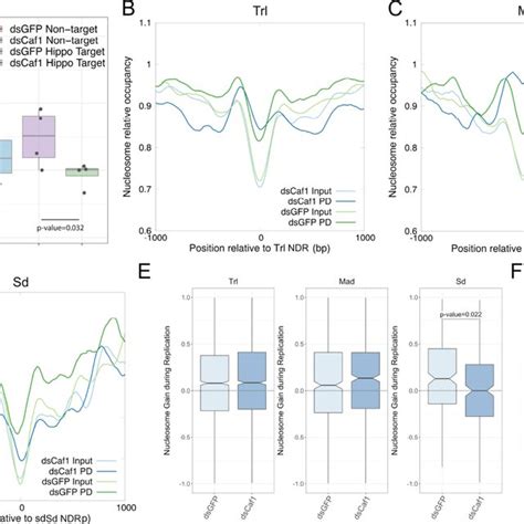 The Caf Complex Preferentially Affects Yki Targets A B Caf