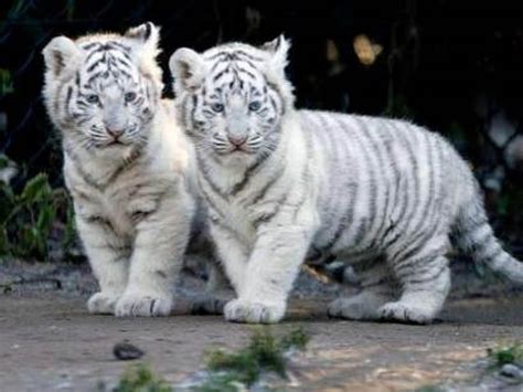 Baby White Tiger wallpaper | 1600x1200 | #11537