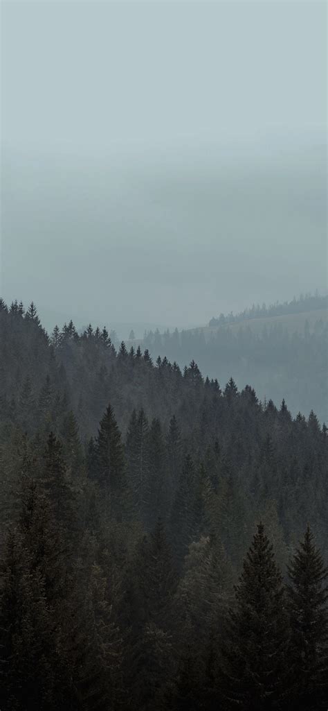 Gloomy Forest Wallpapers - 4k, HD Gloomy Forest Backgrounds on WallpaperBat