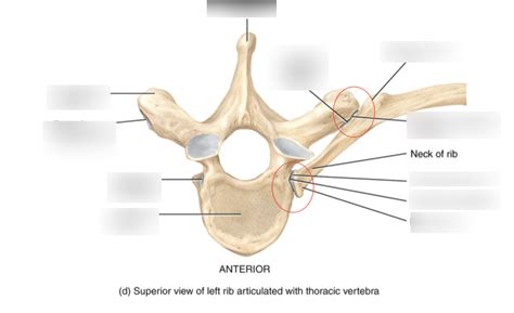 Articulation Of Ribs With Thoracic Vertebrae Diagram Quizlet