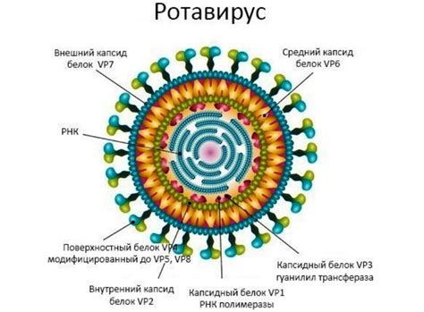 Ротавирус — Receptika Интернет аптека