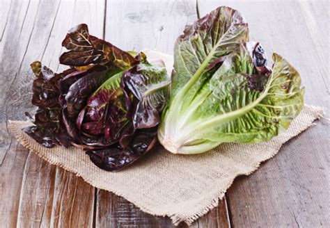 Nutrition Benefits Of Red Leaf Lettuce Food Tummy