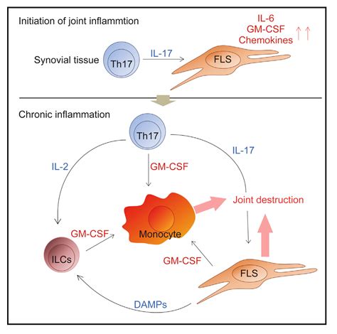 Igniting The Rheumatoid Arthritis Flame Through A Cellular Cascade ResOU