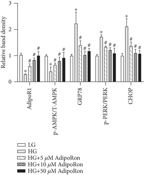 Effects Of AdipoRon Treatment On ER Stress Inflammation Apoptosis