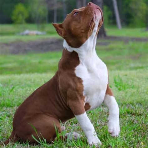 Red Nose Pitbull 101 What You Need To Know K9 Web