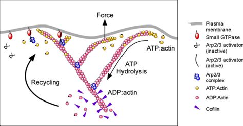 How Arp23 Complex Nucleates Actin Filaments