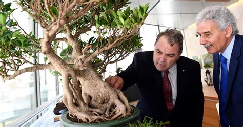 Wirja Tal Bonsai Fil Parlament ONE