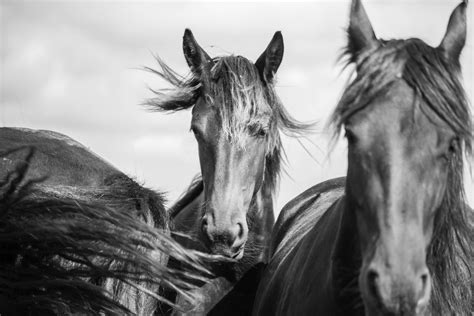Friesian Horse Hd Wallpapers