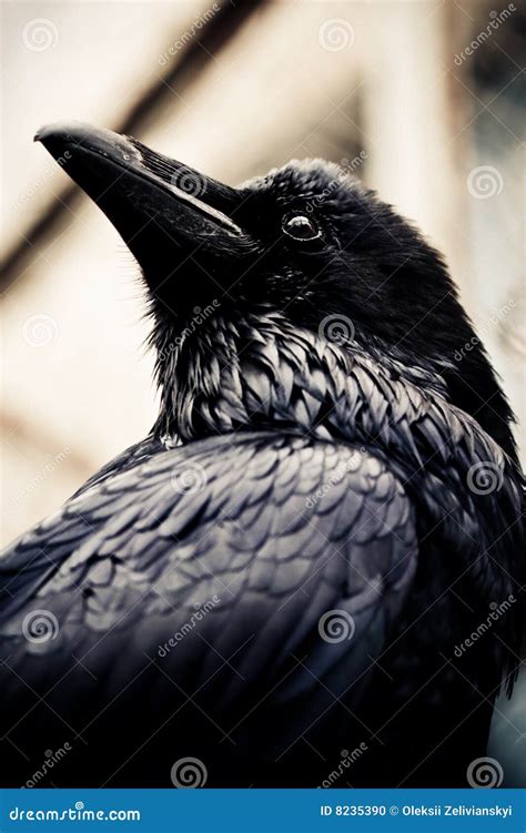 Black Raven Stock Photo - Image: 8235390