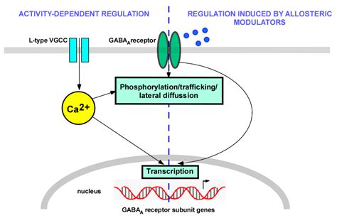 Membranes Free Full Text Regulation Of GABAA Receptors Induced By