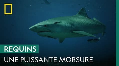 Documentaire Quelle Est La Puissance De La Morsure Du Requin Tigre