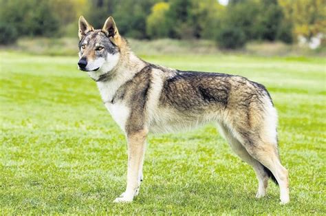 Cachorros que parecem lobos Conheça agora todas as raças