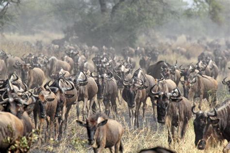 Migración De Los Antílopes Gnu Y Cebras Foto de archivo Imagen de