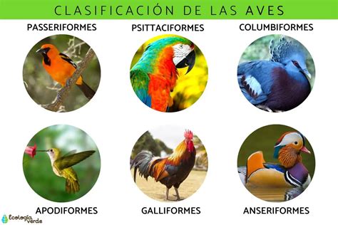 Aves Su Clasificación En El Reino Animal Loros Y Guacamayos