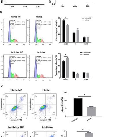 Mirna B P Regulates The Proliferation Apoptosis And Cell Cycle Of