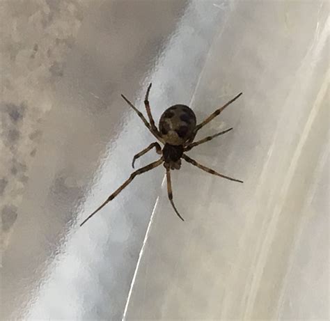 Steatoda Triangulosa Triangulate Cobweb Spider In Omaha Nebraska