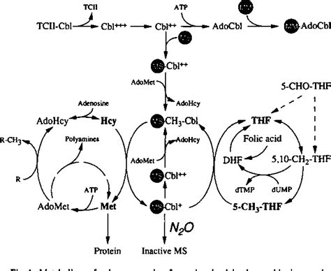 Figure From Development And Reversion Of Methionine Dependence In A