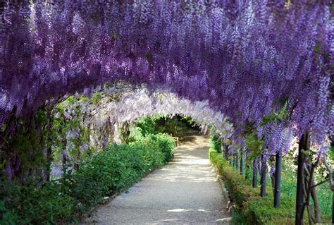 Wisteria HD Wallpapers - Wallpaper Cave