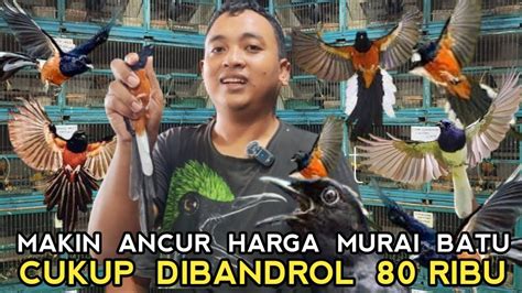 EDAN INI LEBIH MENGERIKAN MURAI BATU MEDAN CUMA PULUHAN RIBU DIKIOS