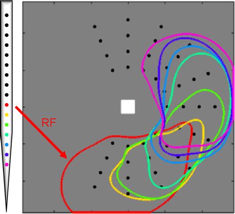 Figure 1 from The Role of the Pulvinar in Selective Visual Attention ...