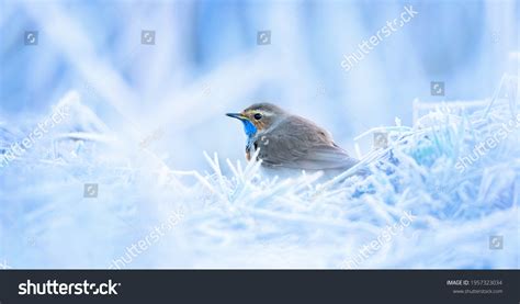 White Spotted Bluethroat Luscinia Svecica Cyanecula Stock Photo