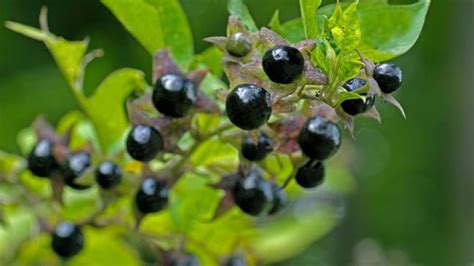 Deadly Plants Deadly Nightshade The Scare Chamber