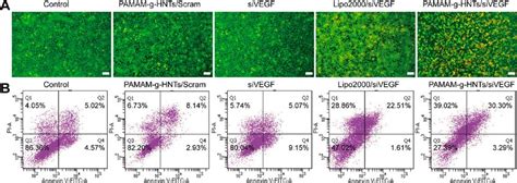 A Fluorescence Photos Of Mcf 7 Cells After Treatment With Ao Eb B Download Scientific