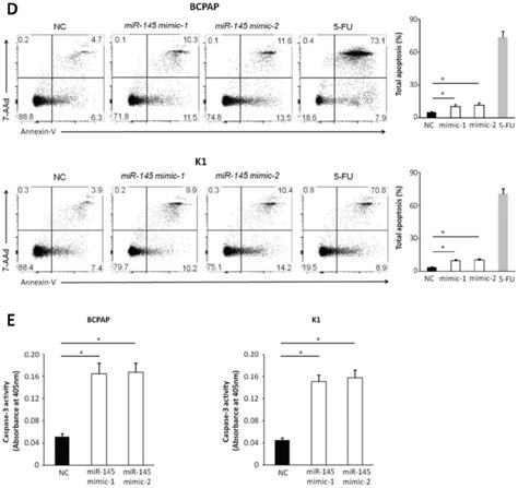 Effect Of Mir 145 On Ptc Cell Proliferation Migration And Apoptosis